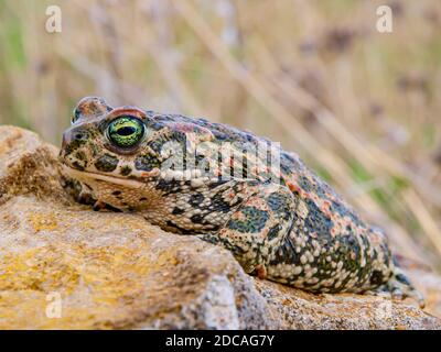 Kröte (Epidalea calamita, SYN.: Bufo calamita) Stockfoto