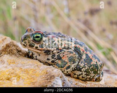 Kröte (Epidalea calamita, SYN.: Bufo calamita) Stockfoto