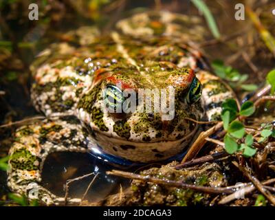 Kröte (Epidalea calamita, SYN.: Bufo calamita) Stockfoto