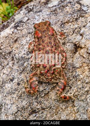 Kröte (Epidalea calamita, SYN.: Bufo calamita) Stockfoto