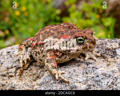 Kröte (Epidalea calamita, SYN.: Bufo calamita) Stockfoto