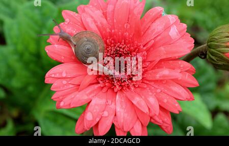 Schnecke krabbelt auf lebendigen korallenrosa blühenden Gerbera Blume während Schneckenschleim auf den Blütenblättern hinterlassen Stockfoto