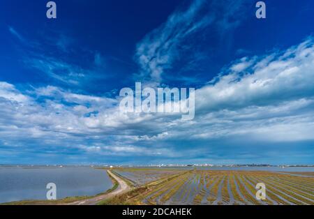 Überflutete Reisfelder in Albufera Stockfoto