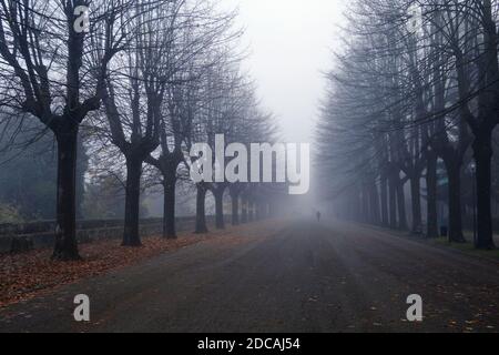 Baumgesäumte Allee eines öffentlichen Parks an einem nebligen Morgen Im Spätherbst Stockfoto