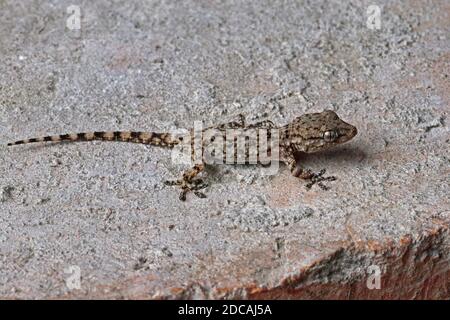 Junges Exemplar eines mediterranen Hausgeckos, Hemidactylus turcicus Stockfoto