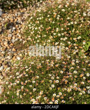 Erigeron karvinskianus in voller Blume, die über einen felsigen Hintergrund, natürliche Blumenportrait fließt Stockfoto