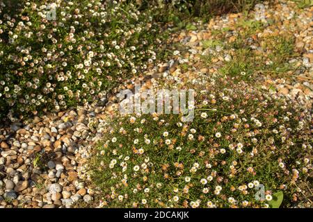 Erigeron karvinskianus in voller Blume, die über einen felsigen Hintergrund, natürliche Blumenportrait fließt Stockfoto