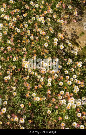 Erigeron karvinskianus in voller Blume, die über einen felsigen Hintergrund, natürliche Blumenportrait fließt Stockfoto