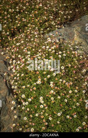 Erigeron karvinskianus in voller Blume, die über einen felsigen Hintergrund, natürliche Blumenportrait fließt Stockfoto