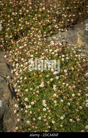 Erigeron karvinskianus in voller Blume, die über einen felsigen Hintergrund, natürliche Blumenportrait fließt Stockfoto