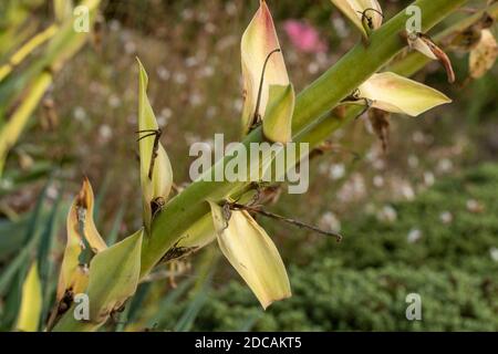 Nahaufnahme von Yucca Gloriosa Stiel mit weichem Hintergrund, natürliches Pflanzenportrait Stockfoto