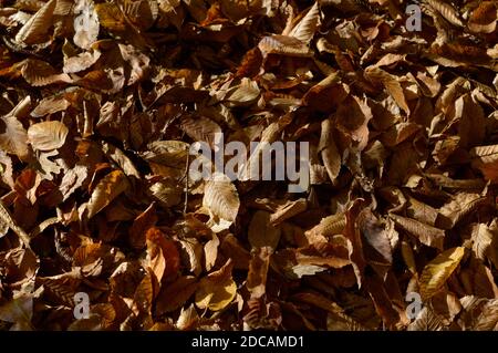 Orange und braun saisonalen Herbst Hintergrund Muster, lebendige Teppich von gefallenen Waldblättern. Stockfoto