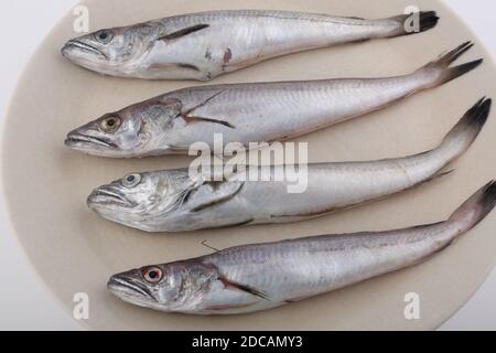 Kleiner und roher Seehechtfisch als Meernahrung Stockfoto