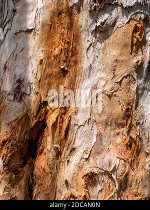 Cut Tree Bark und als Hintergrund in Medellin, Kolumbien gesehen Stockfoto