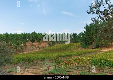 Schöner Weinberg im Norden Israels Stockfoto