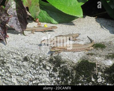 Weesen, Walensee,Schweiz ist ein Paradies für Eidechsen. Natursteinmauern, Klippen, warmes Klima. Wo auch immer Sie im Sommer schauen, sehen Sie Eidechsen Stockfoto