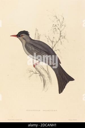 Elizabeth Gould, (Künstlerin), British, 1804 - 1841, Hypsipetes Psaroides (Black Bulbul), handkolorierte Lithographie Stockfoto