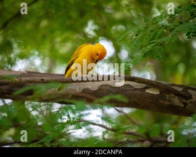Safranfink (Sicalis flaveola) Gelber Vogel steht auf einem dicken Baumzweig Stockfoto