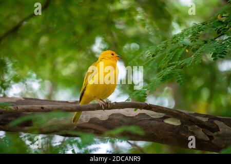Safranfink (Sicalis flaveola) Gelber Vogel steht auf einem dicken Baumzweig Stockfoto