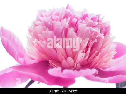 Magentafarbene Pfingstrosen blühen. Stockfoto