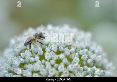 Biene auf einer weißen Zwiebelblume Nahaufnahme, Makrofoto, große weiße Blume, Bienen bestäuben in der Wildnis. Stockfoto