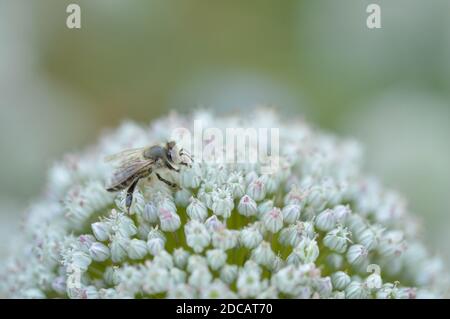 Biene auf einer weißen Zwiebelblume Nahaufnahme, Makrofoto, große weiße Blume, Bienen bestäuben in der Wildnis. Stockfoto