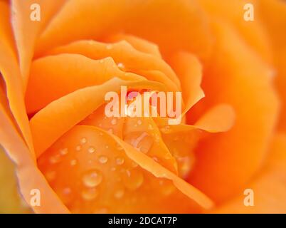 Oranger Hintergrund aus Nahaufnahme Bild einer schönen orangen Rose mit Wassertröpfchen darauf gemacht. Stockfoto