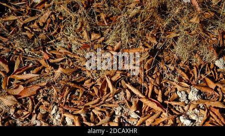 Eine hoch anwinklige Aufnahme von gefallenen Herbstblättern in der Wald Stockfoto