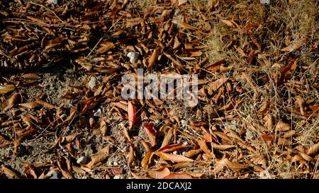 Eine hoch anwinklige Aufnahme von gefallenen Herbstblättern in der Wald Stockfoto