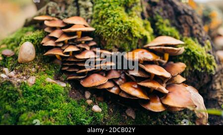 Austernpilz (lateinisch: Pleurotus ostreatus) ist ein gewöhnlicher Speisepilz. Jetzt wächst es kommerziell auf der ganzen Welt. Pilzgruppe auf unscharfem Hintergrund. Stockfoto