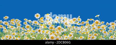 Feld der blühenden Blütenköpfe der Kamille Nahaufnahme auf blauem Hintergrund. Stockfoto