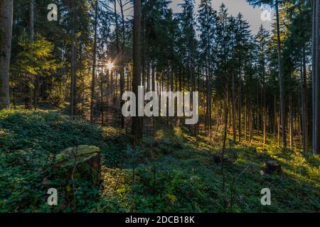 Sonnenstrahlen leuchten durch den Wald. Herbstwald. Herbstfarbener Wald, sonnenstern zwischen den Bäumen. Sonnenstern zwischen den Bäumen Stockfoto