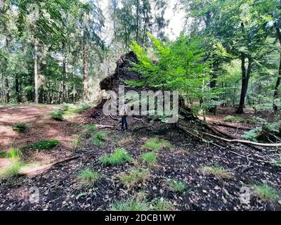 Buche (Fagus sylvatica), Wurzel eines gefallenen Baumes, Deutschland Stockfoto