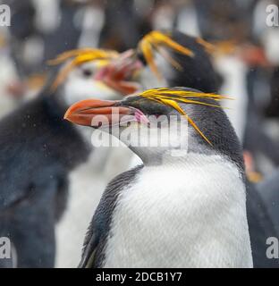 königspinguin (Eudytes schlegeli), Porträt, zwei kämpfende Pinguine im Hintergrund, Australien, Tasmanien, Macquarie Island Stockfoto