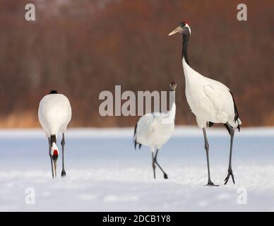 Mandschurenkran, Rotkronenkran (Grus japonensis), drei gefährdete Rotkronenkrane auf schneebedeckter Wiese, Japan, Hokkaido Stockfoto