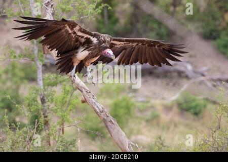 Lappentauriger Geier (Aegypius tracheliotus, Torgos tracheliotus), im Flug erwachsener, unterteilter, Südafrika, Mpumalanga Stockfoto
