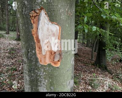 Gemeine Buche (Fagus sylvatica), Beschädigung an einem Baumstamm mit Baumharz nach Waldarbeiten, Deutschland Stockfoto