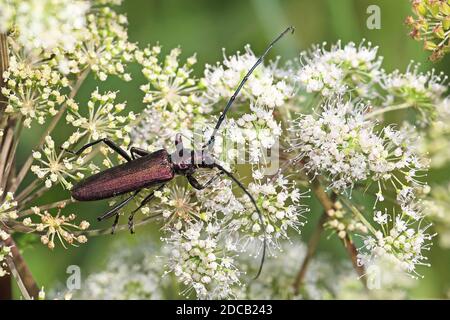 Moschuskäfer (Aromia moschata), Männchen auf einem Umbellifer sitzend, Rückenansicht, Niederlande, Overijssel, Weerribben-Wieden Nationalpark Stockfoto