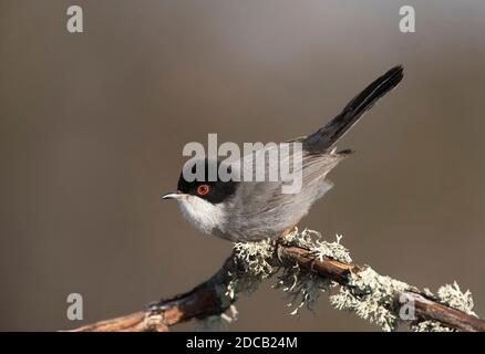 sardischer Waldsänger (Sylvia melanocephala), Männchen auf einem Flechten bedeckten Zweig, Spanien, Extremadura Stockfoto