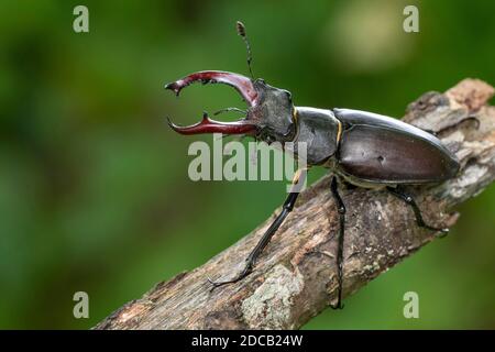 Hirschkäfer, Europäische Hirschkäfer (Lucanus cervus), männlich, Deutschland, Baden-Württemberg Stockfoto