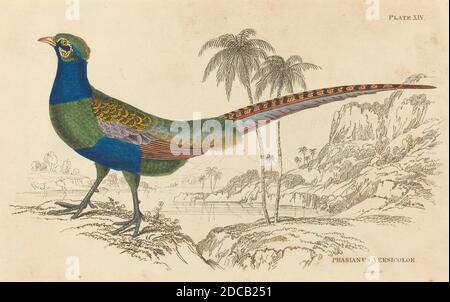 William Home Lizars, (Künstler), Scottish, 1788 - 1859, Phasianus Versicolor, handkolorierte Radierung Stockfoto