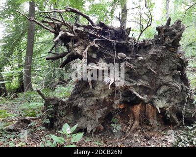 Buche (Fagus sylvatica), Wurzel eines gefallenen Baumes, Deutschland Stockfoto