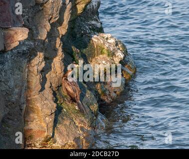 Rotgesichtes Kormoran (Phalacrocorax urile), unreif ruhend das bottem einer Klippe, Japan, Hokkaido Stockfoto