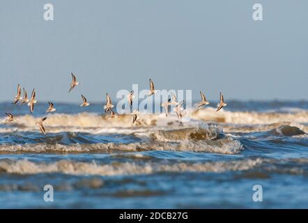 sanderling (Calidris alba), Gruppenflug über Nordsee, Niederlande, Südholland Stockfoto