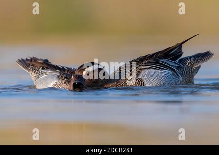 garganey (Anas querquedula), zwei Männchen kämpfen in einem Teich, Italien, Kampanien Stockfoto