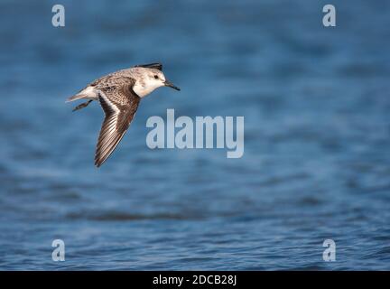 sanderling (Calidris alba), fliegen über Nordsee, Niederlande, Friesland, Vlieland Stockfoto