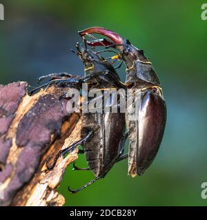 Hirschkäfer, Europäischer Hirschkäfer (Lucanus cervius), Paarung, Deutschland, Baden-Württemberg Stockfoto