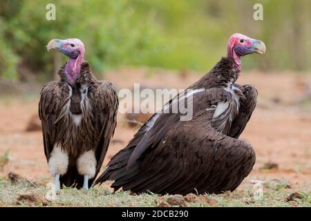 Lappenseier (Aegypius tracheliotus, Torgos tracheliotus), zwei Erwachsene, die auf dem Boden stehen, Südafrika, Mpumalanga Stockfoto