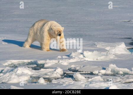 Eisbär (Ursus maritimus), Männchen, der über ausgedehntes Drifteis läuft, Norwegen, Spitzbergen Stockfoto