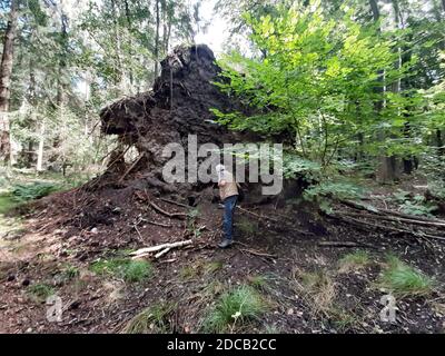 Buche (Fagus sylvatica), Wurzel eines gefallenen Baumes, Deutschland Stockfoto